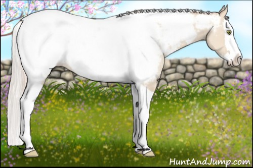 Horse Color:Silver Classic Champagne Dun Splash Tobiano Appaloosa 