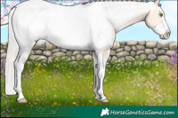 Horse Color:Silver Classic Champagne Dun Splash Tobiano Appaloosa