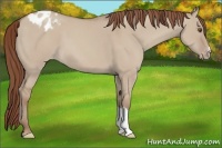 Horse Color:Classic Champagne Dun Appaloosa 