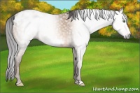 Horse Color:Gray Amber Champagne Frame Appaloosa 