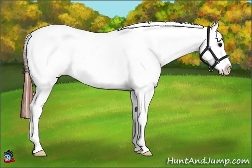 Horse Color:Brown Splash Snowcap 