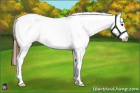 Horse Color:Brown Splash Snowcap 