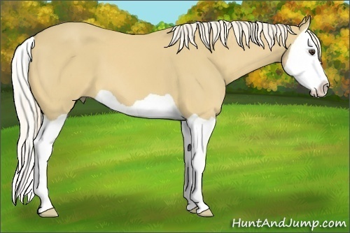 Horse Color:Palomino Splash 
