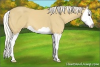 Horse Color:Palomino Splash 