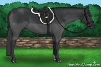 Horse Color:Black and Black