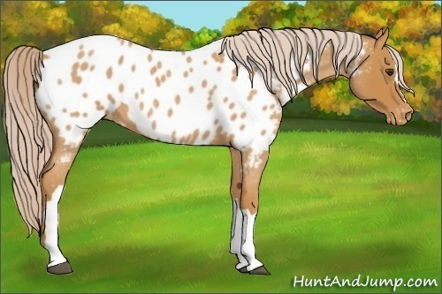 Horse Color:Palomino Roan Appaloosa 
