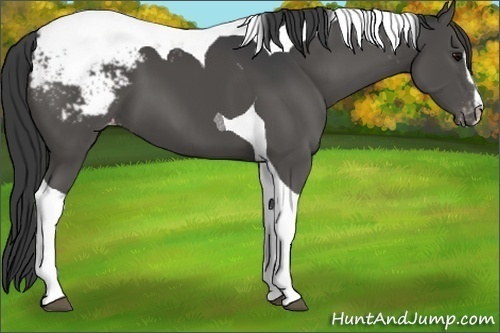 Horse Color:Black Sabino Tobiano Appaloosa 