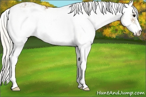 Horse Color:Silver Smoky Black Sabino Appaloosa 