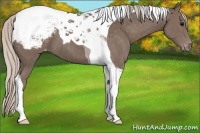 Horse Color:Silver Black Tobiano Appaloosa