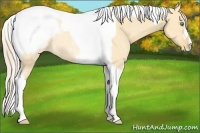 Horse Color:Gold Cream Champagne Dun Tobiano Appaloosa Rabicano