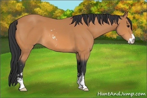 Horse Color:Bay Sabino