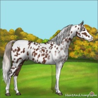 Horse Color:White Spotted Silver Brown Splash Tobiano Near Leopard Rabicano 