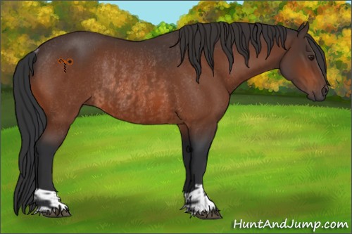 Horse Color:Brown Rabicano  and Brown Rabicano 