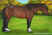 Horse Color:Brown Rabicano and Brown Rabicano
