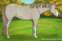 Horse Color:Classic Cream Champagne Varnish Rabicano