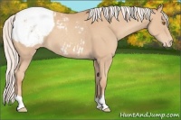 Horse Color:Silver Classic Champagne Appaloosa 