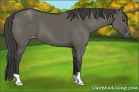 Horse Color:Grullo Appaloosa 