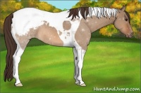Horse Color:Bay Dun Tobiano Appaloosa