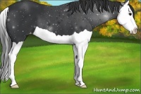 Horse Color:Black Splash Appaloosa 