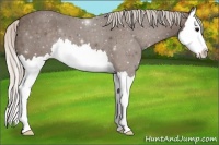 Horse Color:Silver Black Splash Appaloosa
