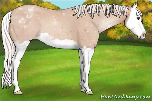 Horse Color:Silver Classic Champagne Splash Appaloosa 