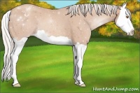 Horse Color:Silver Classic Champagne Splash Appaloosa