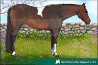 Horse Color:Brown Tobiano 