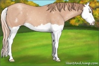 Horse Color:Gold Champagne Splash Appaloosa 