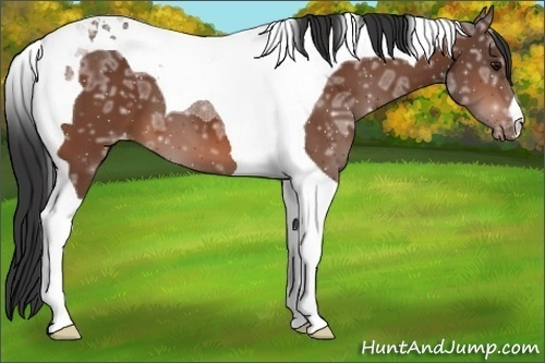 Horse Color:Bay Ice Tobiano Appaloosa 