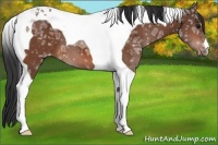 Horse Color:Bay Ice Tobiano Appaloosa 