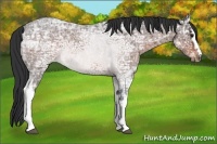 Horse Color:White Spotted Brown Ice Roan 