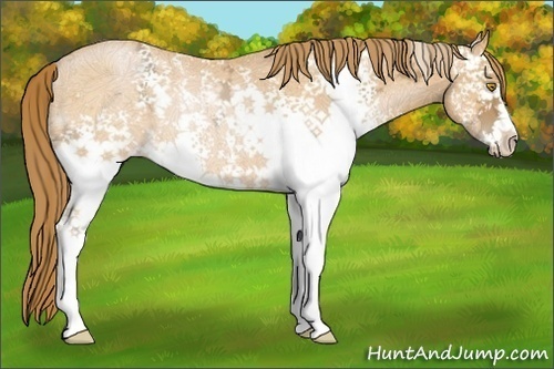 Horse Color:White Spotted Bay Ice Pearl Rabicano 