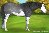Horse Color:Black Splash Appaloosa 