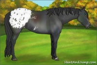 Horse Color:Black Appaloosa Rabicano 