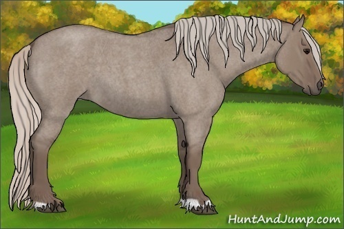Horse Color:Silver Grullo Roan 