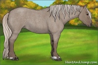 Horse Color:Silver Grullo Roan 