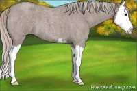 Horse Color:Silver Grullo Roan Splash