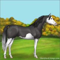 Horse Color:Black Splash 