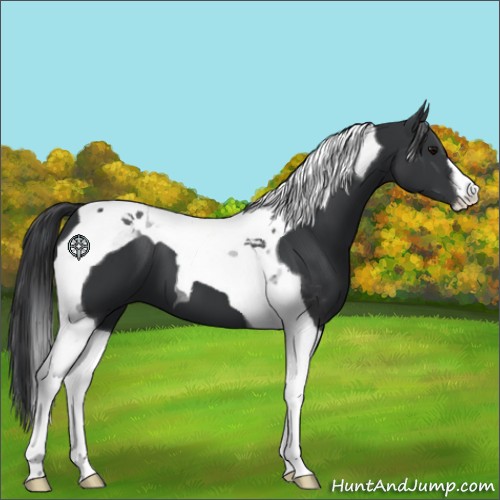 Horse Color:Black Tobiano 