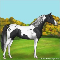 Horse Color:Black Tobiano