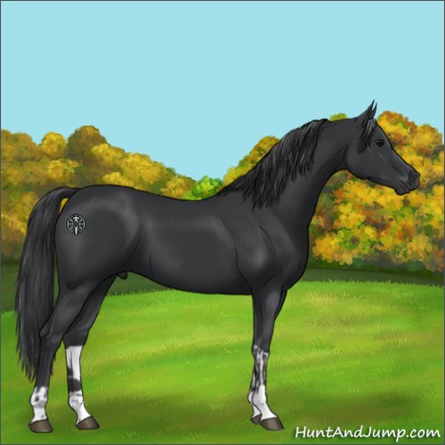 Horse Color:Black Tobiano  and Black 