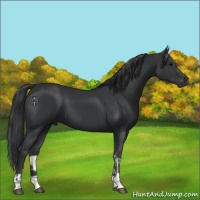 Horse Color:Black Tobiano and Black