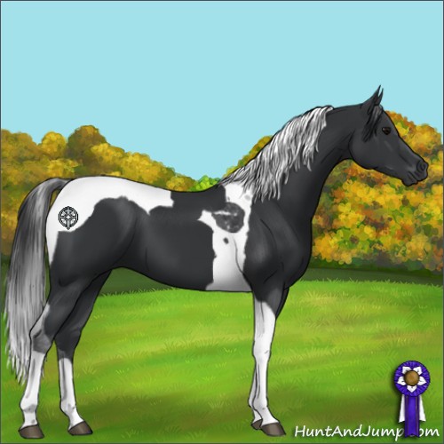 Horse Color:Black Tobiano 