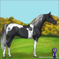 Horse Color:Black Tobiano 