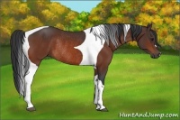 Horse Color:Bay Tobiano Rabicano 