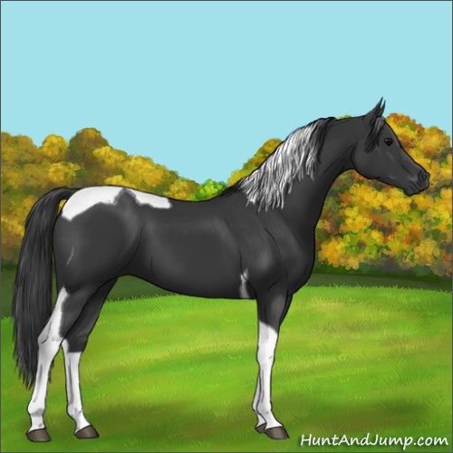 Horse Color:Black Tobiano