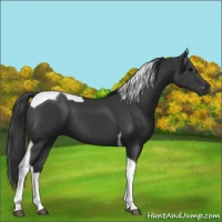 Horse Color:Black Tobiano 