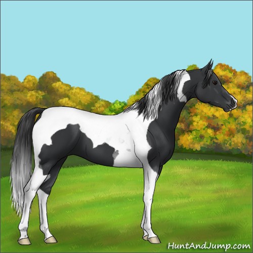 Horse Color:Black Tobiano 