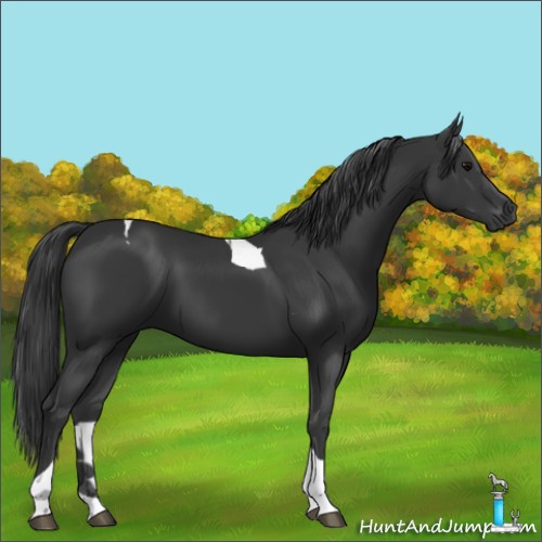 Horse Color:Black Tobiano