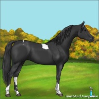 Horse Color:Black Tobiano 